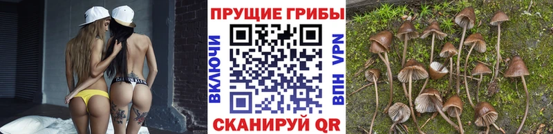 ссылка на мегу маркетплейс  Порхов  Галлюциногенные грибы мицелий 